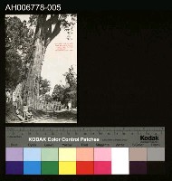 藏品(日治嘉義名所阿里山神木明信片)的圖片